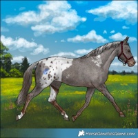 Horse Color:Liver Chestnut Skewed Appaloosa