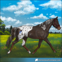 Horse Color:Liver Chestnut Skewed Appaloosa 
