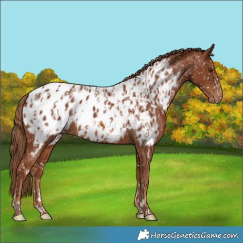 Horse Color:Chestnut Near Leopard  and Chestnut Near Leopard 