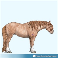 Horse Color:Gold Champagne Pearl Rabicano and Gold Champagne Rabicano