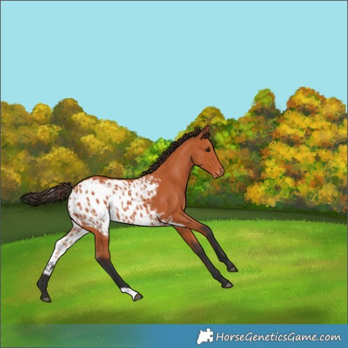 Horse Color:Bay Skewed Appaloosa 
