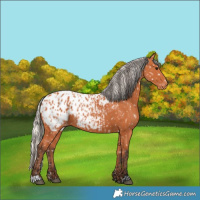 Horse Color:Bay Blanket  and Silver Bay Blanket 