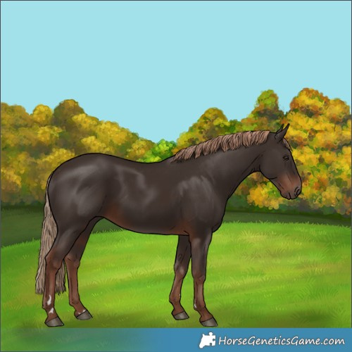 Horse Color:Liver Chestnut Rabicano 