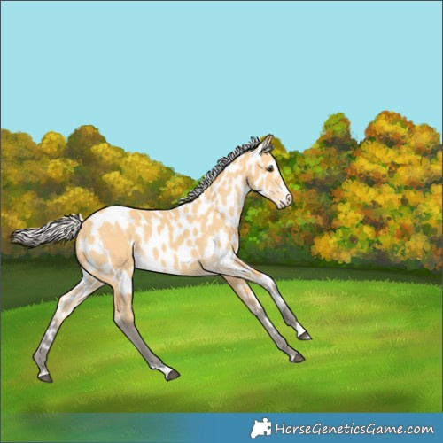 Horse Color:Silver Buckskin Skewed Appaloosa 