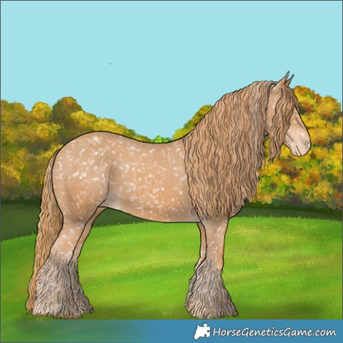 Horse Color:Chestnut Appaloosa  and Chestnut Appaloosa 