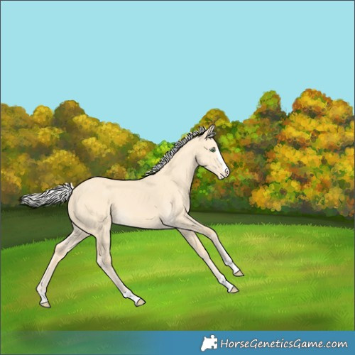 Horse Color:Silver Amber Cream Champagne Dun Skewed Appaloosa 