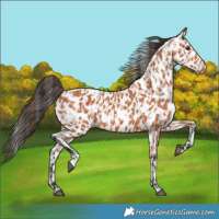 Horse Color:Bay Leopard and Bay Leopard
