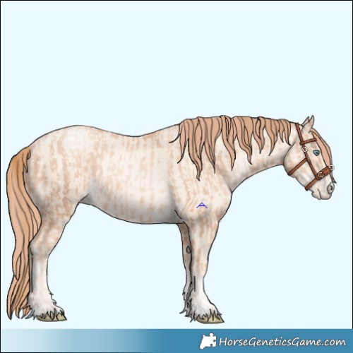 Horse Color:Gold Champagne Pearl Rabicano and Amber Cream Champagne Pearl Rabicano