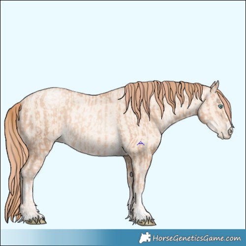 Horse Color:Gold Champagne Pearl Rabicano  and Amber Cream Champagne Pearl Rabicano 