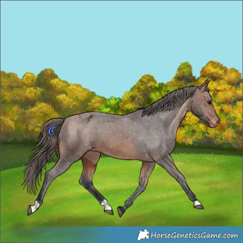 Horse Color:Bay Appaloosa 