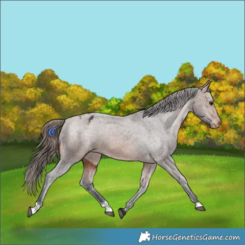 Horse Color:Bay Varnish