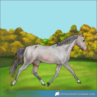 Horse Color:Bay Varnish 