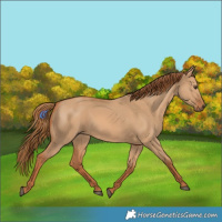 Horse Color:Red Dun 