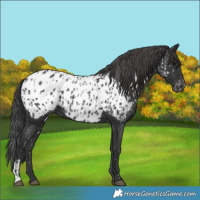 Horse Color:Black Near Leopard  and Black Near Leopard 