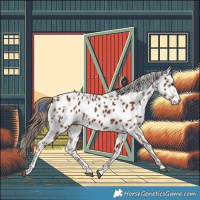 Horse Color:Chestnut Appaloosa 