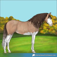 Horse Color:Amber Champagne Splash 