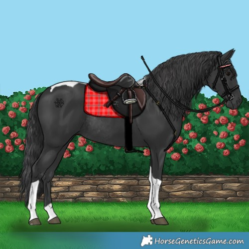 Horse Color:Black Tobiano Rabicano 