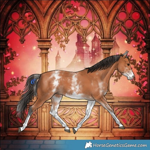 Horse Color:White Spotted Bay 