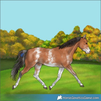 Horse Color:White Spotted Bay 
