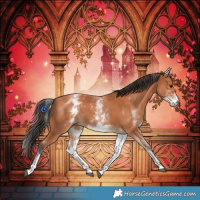Horse Color:White Spotted Bay 