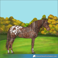 Horse Color:Liver Chestnut Appaloosa and Chestnut Appaloosa