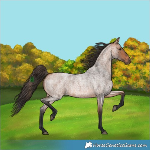 Horse Color:Bay Roan 