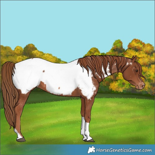 Horse Color:Chestnut Tobiano Appaloosa 