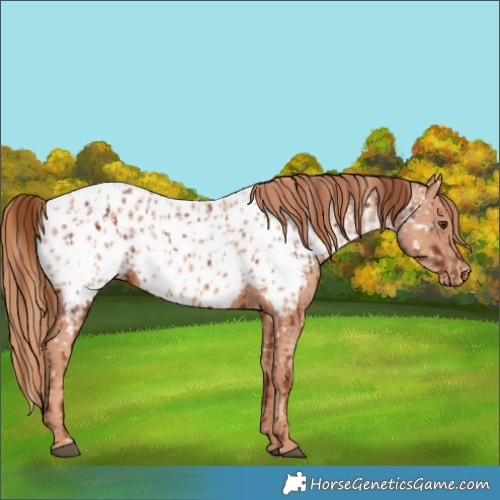 Horse Color:Chestnut Appaloosa  and Gold Champagne Appaloosa 