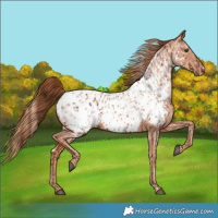 Horse Color:Chestnut Near Leopard  and Gold Champagne Near Leopard 