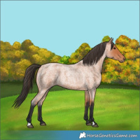 Horse Color:Bay Roan 