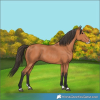 Horse Color:Bay Splash