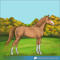 Horse Color:Chestnut 