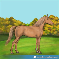 Horse Color:Chestnut 