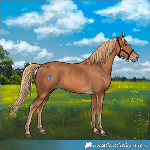 Horse Color:Chestnut 