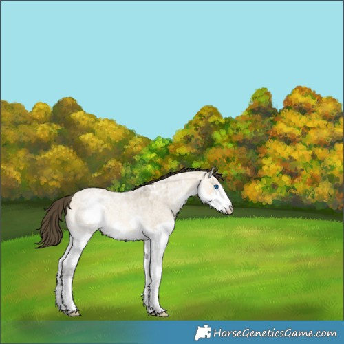 Horse Color:Buckskin Ice Roan Dun Splash Rabicano