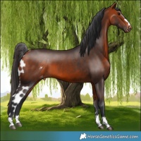 Horse Color:Bay Skewed Appaloosa 