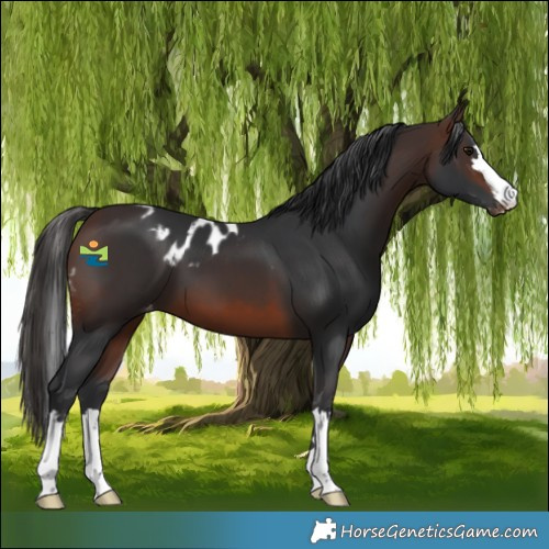 Horse Color:Brown Skewed Appaloosa 