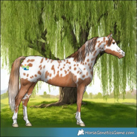 Horse Color:Chestnut Skewed LP Spotted