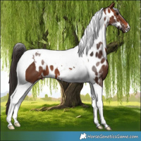 Horse Color:Bay Tobiano Skewed Appaloosa 