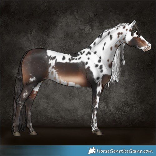 Horse Color:Brown Skewed Appaloosa 