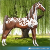 Horse Color:Chestnut Skewed Appaloosa 