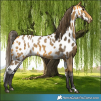 Horse Color:Buckskin Skewed Appaloosa 