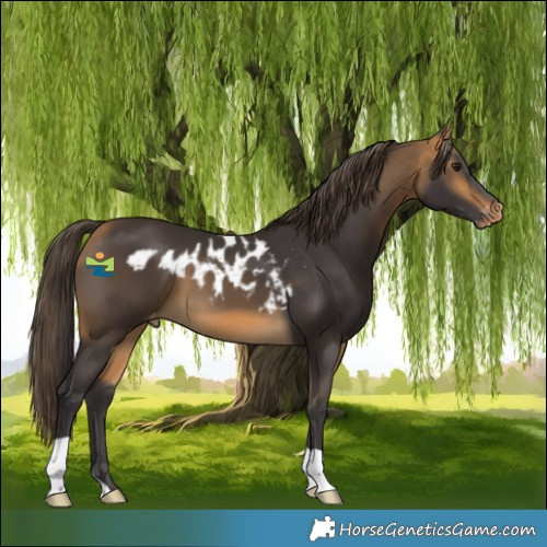 Horse Color:Buckskin Skewed Appaloosa 