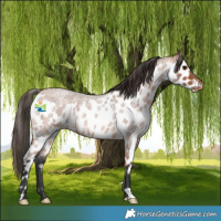 Horse Color:Bay Roan Skewed LP Spotted 