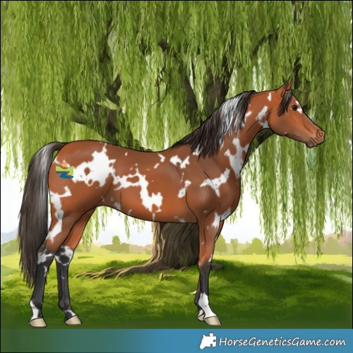Horse Color:White Spotted Bay 