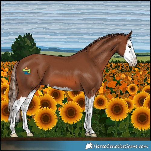 Horse Color:Chestnut Splash 