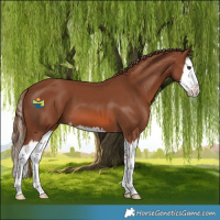 Horse Color:Chestnut Splash 