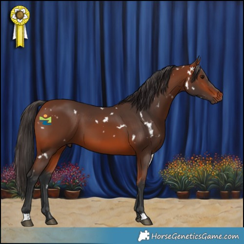 Horse Color:White Spotted Bay 