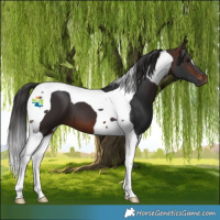 Horse Color:Brown Tobiano