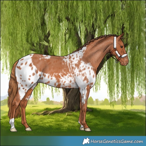Horse Color:Chestnut Skewed LP Spotted 
